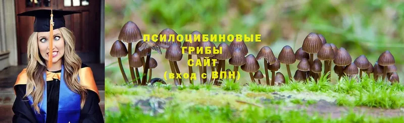 Галлюциногенные грибы Psilocybe  hydra зеркало  Бежецк 